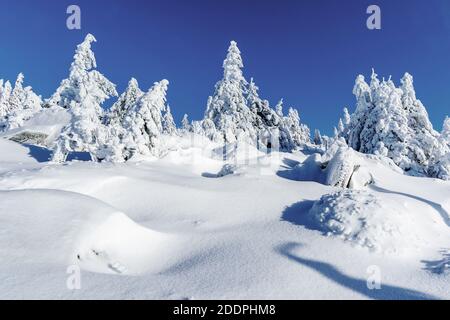 Norwegenfichte (Picea abies), verschneite Fichten auf dem Brocken, Deutschland, Sachsen-Anhalt, Nationalpark Harz, Brocken Stockfoto