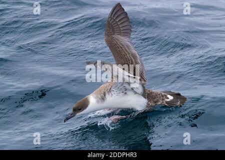 Große Shearwater, große Shearwater (Ardenna gravis, Puffinus gravis), Landung auf dem Meer, Südafrika, Western Cape Stockfoto