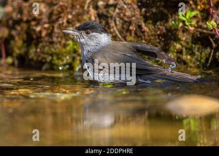 Blackcap (Sylvia atricapilla), Männchen an einem Wasserplatz, Deutschland, Baden-Württemberg Stockfoto