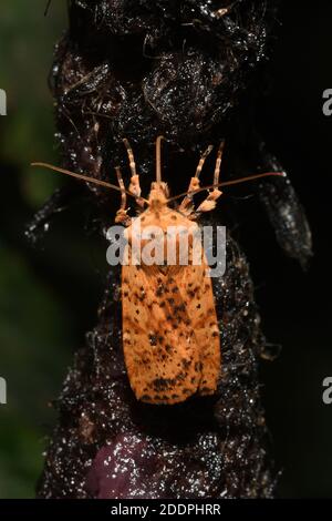 Gepunktete Kastanie (Conistra rubiginea), an Köderschnur, Rückenansicht, Deutschland, Nordrhein-Westfalen Stockfoto