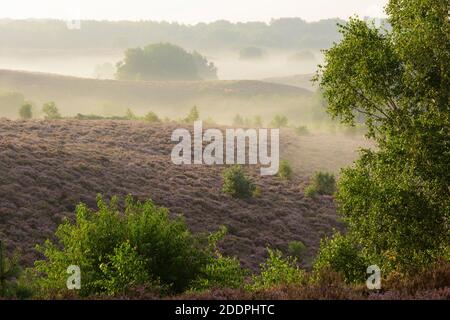 Heidekraut, Ling, Heidekraut (Calluna vulgaris), blühende Heide auf einer Düne im Morgennebel, Niederlande, Gelderland, Hoge Veluwe Nationalpark Stockfoto