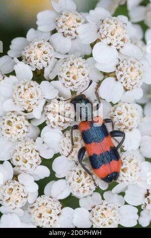 Bienenstockkäfer (Trichodes apiarius), Blütenstand auf Schafgarbe, Rückenansicht, Deutschland Stockfoto