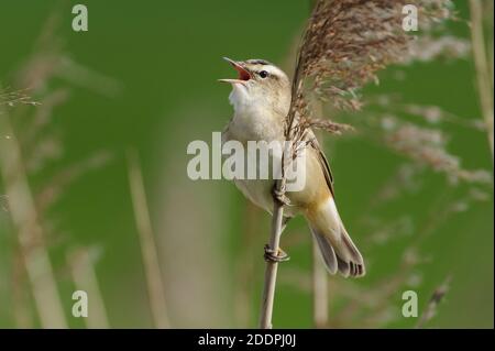 Sedge-Waldsänger (Acrocephalus schoenobaenus), Barsche singen am Schilf, Deutschland, Niedersachsen, Dümmer See Stockfoto