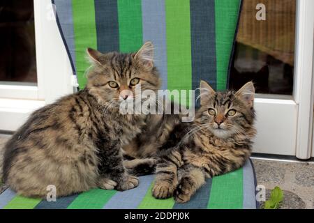 Hauskatze, Hauskatze, Norwegische Waldkatze (Felis silvestris f. catus), zwei junge Norwegische Waldkatzen Stockfoto