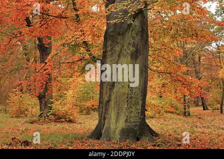 Gemeine Buche (Fagus sylvatica), alter Buchenstamm im Herbst, Deutschland, Sachsen Stockfoto