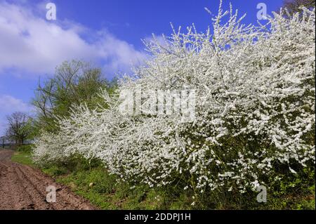 Schlehe, Schlehe (Prunus spinosa), blühende Schlehe, Deutschland, Niedersachsen, Oldenburger Münsterland Stockfoto