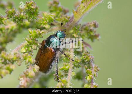 Gartenschäfer (Phyllopertha horticola, Phylloperta horticola), bei infrastrutescence, Deutschland Stockfoto