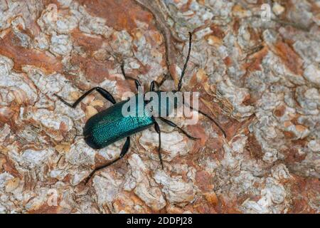 Violetter Rindenkäfer, Langhornkäfer, Langhornkäfer (Callidium violaceum), bei Rinde, Deutschland Stockfoto