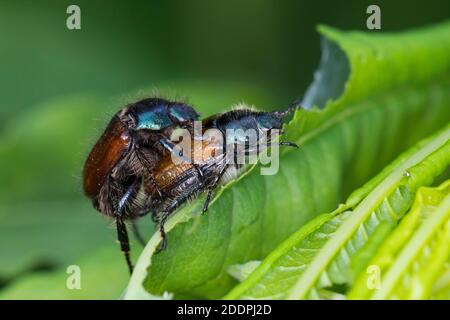 Gartenschäfer, Gartenlaubenkäfer (Phyllopertha horticola, Phylloperta horticola), Paarung auf einem Blatt, Seitenansicht, Deutschland Stockfoto