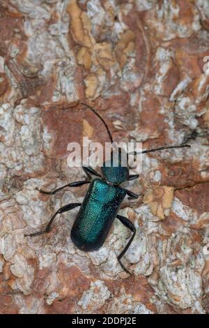 Violetter Rindenkäfer, Langhornkäfer, Langhornkäfer (Callidium violaceum), bei Rinde, Deutschland Stockfoto