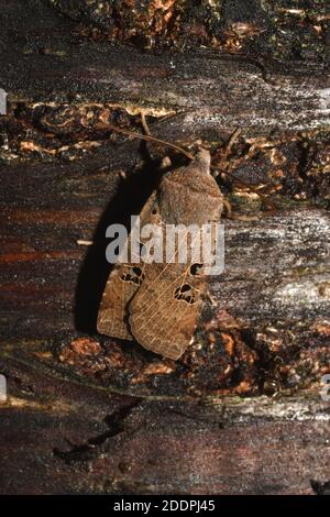 Schwarzfleck-Kastanie (Conistra rubiginosa), sitzend an einem Köder an Rinde, Rückenansicht, Deutschland, Nordrhein-Westfalen Stockfoto