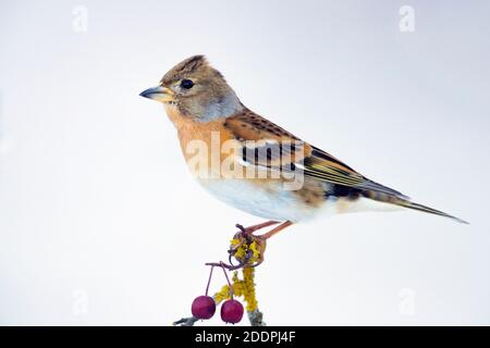 brambling (Fringilla montifringilla), Weibchen im Wintergefieder auf einem Weißdornzweig, Italien, Kampanien Stockfoto