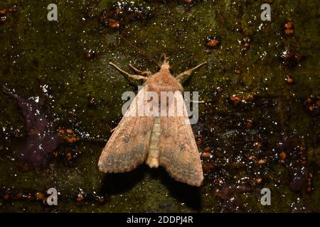 Der Ziegel (Agrochola circellaris, Sunira circellaris, Phalaena circellaris), an Köderschnur, Rückenansicht, Deutschland, Nordrhein-Westfalen Stockfoto