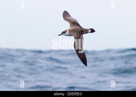 Großschurwasser (Ardenna gravis, Puffinus gravis), im Flug über das Meer, Südafrika, Westkap Stockfoto