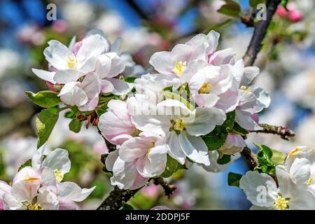 Apfelbaum (Malus Domestica), blühender Apfelbaum, Deutschland, Baden-Württemberg Stockfoto