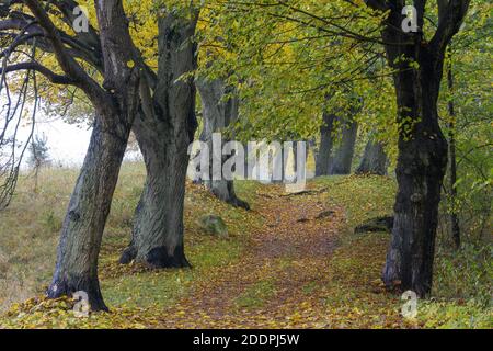 Linden, Linden, Linden (Tilia spec.), Herbstallee, Deutschland, Mecklenburg-Vorpommern, Feldberger Seenlandschaft Stockfoto