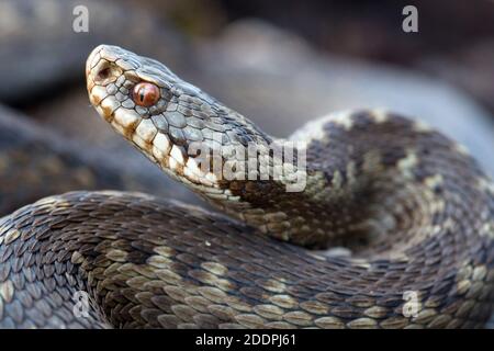 Adder, gemeine Viper, gemeine Europäische Viper, gemeine Vipera berus, Porträt, Seitenansicht, Deutschland, Niedersachsen, Oldenburger Münsterland, Stockfoto