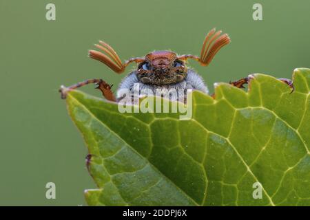 Hahnenkäfer, Maybug, Maybeetle (Melolontha melolontha), Blattportrait, Deutschland, Niedersachsen Stockfoto