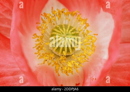 Mohn, Maismohnblume, Rotmohn (Papaver rhoeas), Pistill und Ausdauer, Deutschland, Baden-Württemberg Stockfoto