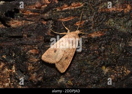 Der Ziegel (Agrochola circellaris, Sunira circellaris, Phalaena circellaris), sitzend an einem Köder an der Rinde, Rückenansicht, Deutschland, Nordrhein-Westfalen Stockfoto