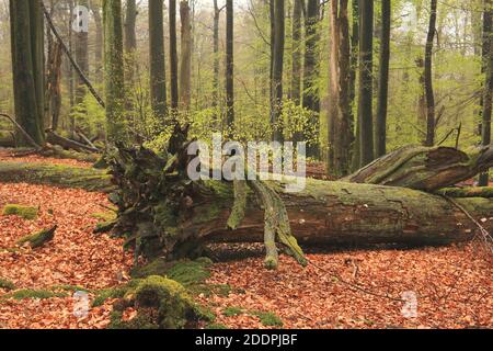 Rotbuche (Fagus sylvatica), toter Baum im Buchenwald, Deutschland, Spessart, NSG Rohrbach, Rohrbrunn Stockfoto