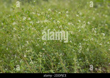 Kletterkorydalis (Ceratocapnos claviculata, Corydalis claviculata), blühend, Deutschland Stockfoto