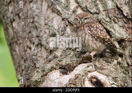 Kleine Eule (Athene noctua), an einem Baumstamm, Deutschland, Niedersachsen Stockfoto