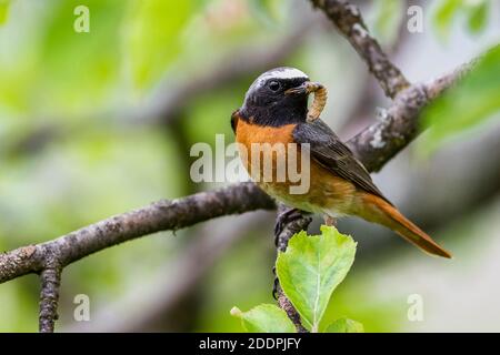 Rottanz (Phoenicurus phoenicurus), Männchen auf einem Ast mit Raupe im Schnabel, Deutschland, Baden-Württemberg Stockfoto