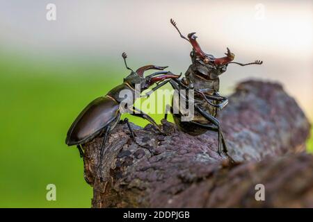 Hirschkäfer, Europäischer Hirschkäfer (Lucanus cervius), zwei kämpfende Hirschkäfer, bedrohliche Haltungen, Deutschland, Baden-Württemberg Stockfoto