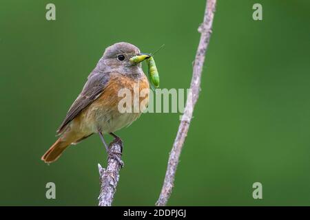 Rottanz (Phoenicurus phoenicurus), Weibchen, die auf einem Ast mit Raupe im Schnabel starren, Deutschland, Baden-Württemberg Stockfoto