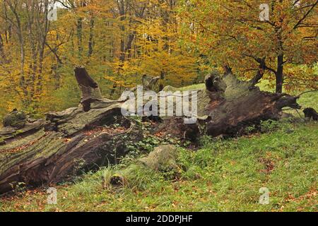 Rotbuche (Fagus sylvatica), totes Altes Buchenholz im Herbst, Deutschland, Sachsen, Bad Muskau, Pueckler Park Stockfoto