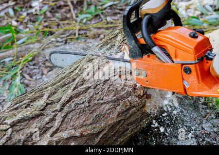 Sägen eines Baumes mit einer Kettensäge brach den Stammbaum Nach einem Hurrikan Stockfoto