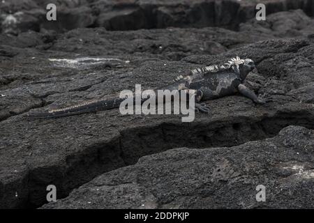 Marine-Leguan auf dem felsigen Lavaufer des Egas-Hafens auf der Insel Santiago im Galapagos-Archipel. Stockfoto