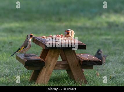 Goldfinken füttern von Miniatur-Holz Picknick-Tisch Stockfoto