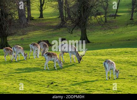Damhirsch und Hirsch, Milnthorpe, Cumbria. VEREINIGTES KÖNIGREICH Stockfoto