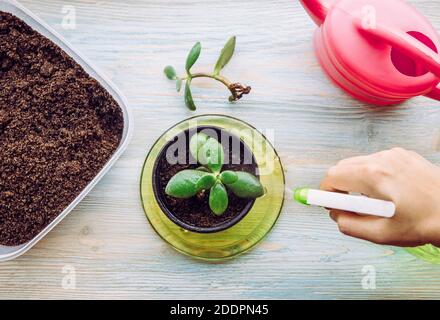 Person, die Crassula ovata, Jadepflanze, Glückspflanze, Geldpflanze oder Geldbaum aus Stück wächst und pflanzt. Houseplant Ausbreitung Hobby Konzept. Stockfoto