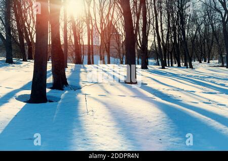 Winter Stadtlandschaft von Veliky Nowgorod, Russland. Türme von Veliky Nowgorod unter Parkbäumen in sonnigen Winterabend Stockfoto