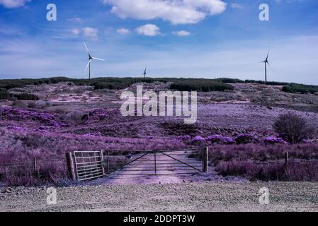Infrarote Windmühlen Stockfoto