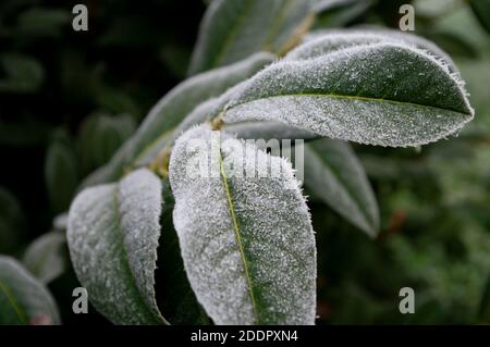 Raureif Stechpalme Blätter, weihnachtszeit. Dezember, kaltes Wetter, gefroren. Eis auf der Pflanze. Stockfoto