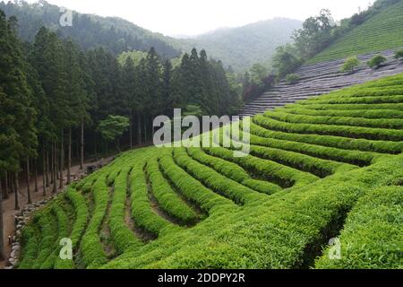 Grüntee-Feld in Boseong, Süd Jeolla Provinz, Korea Stockfoto