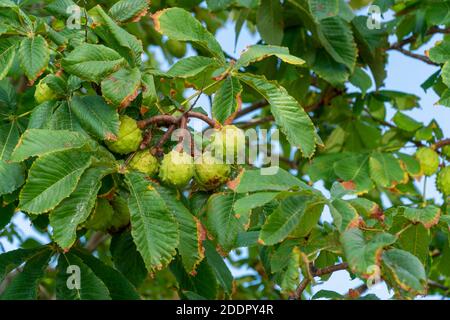 Eine Gruppe von wilden Kastanien, die im Herbst an einem Zweig voller grüner Blätter hängen. Natürlicher Hintergrund. Stockfoto