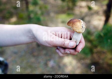 Die weibliche Hand hält einen im Wald gesammelten Pilz. Sammeln von Wildpilzen im Herbstwald. Familienname Boletaceae, Wissenschaftlicher Name Boletus Stockfoto