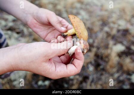 Die weibliche Hand hält einen im Wald gesammelten Pilz. Sammeln von Wildpilzen im Herbstwald. Stockfoto