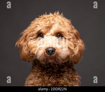Cavapoo Hund schaut direkt zur Kamera vor einem schlichten grauen Hintergrund. Stockfoto