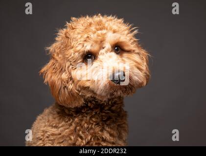 Cavapoo Hund sieht traurig vor einem schlichten grauen Hintergrund. Stockfoto
