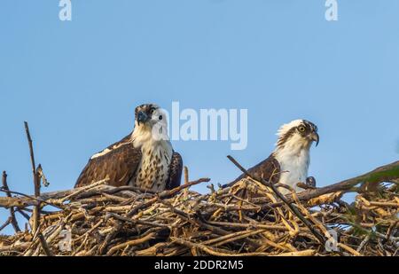 Ein Paar Ospreys in einem Nest aganist einen blauen Himmel Auf Sanibel Island im Südwesten Floridas in den Umited Staaten Stockfoto