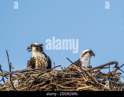 Ein Paar Ospreys in einem Nest aganist einen blauen Himmel Auf Sanibel Island im Südwesten Floridas in den Umited Staaten Stockfoto