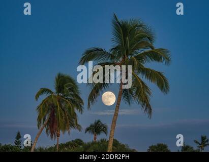 Vollmond hinter Palmen auf Sanibel Island im Südwesten Florida in den Vereinigten Staaten Stockfoto