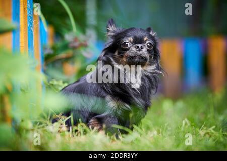 Chihuahua Welpe, kleiner Hund im Garten. Niedliche kleine doggy auf Gras. Langhaarige chihuahua Rasse. Stockfoto