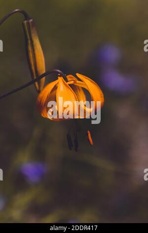 Eine vertikale Nahaufnahme einer blühenden orangefarbenen Blume, die hängt Der Kopf nach unten Stockfoto